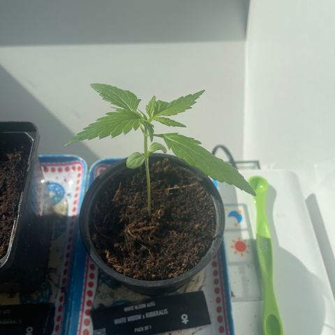 White widow  growlog timeline photo