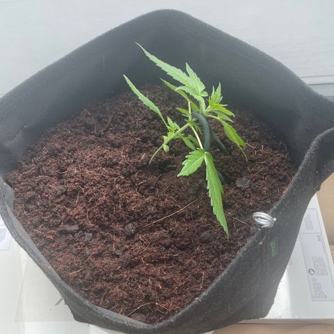 White widow  growlog timeline photo