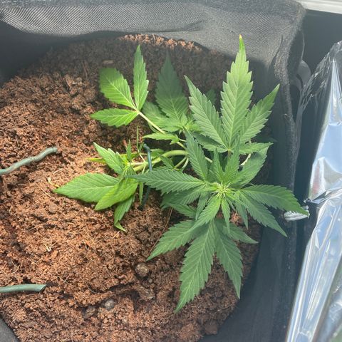 White widow  growlog timeline photo