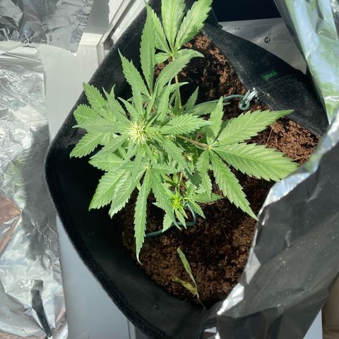 White widow  growlog timeline photo