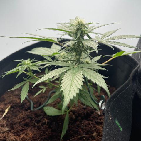 White widow  growlog timeline photo