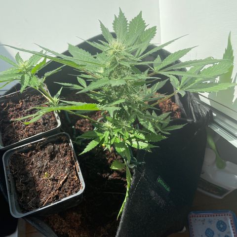 White widow  growlog timeline photo