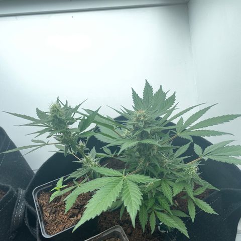 White widow  growlog timeline photo