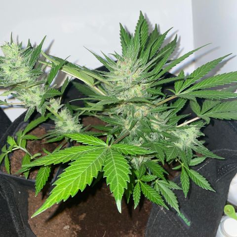 White widow  growlog timeline photo