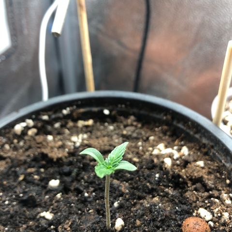 MassSuperSkunk growlog timeline photo