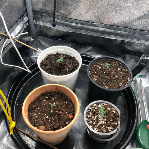 MassSuperSkunk growlog timeline photo