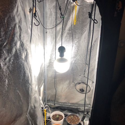 MassSuperSkunk growlog timeline photo