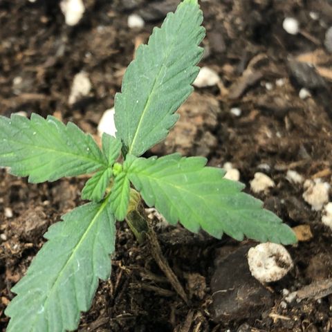 MassSuperSkunk growlog timeline photo