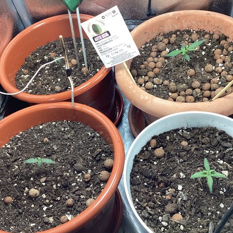 MassSuperSkunk growlog timeline photo
