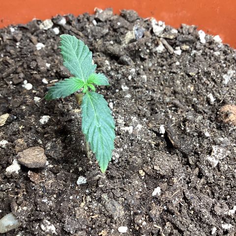 MassSuperSkunk growlog timeline photo