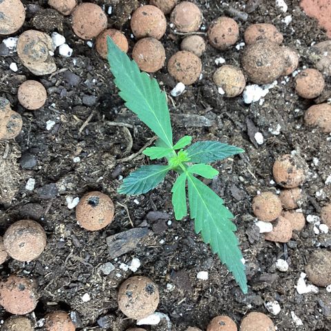 MassSuperSkunk growlog timeline photo