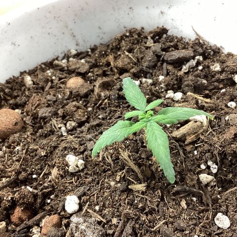 MassSuperSkunk growlog timeline photo