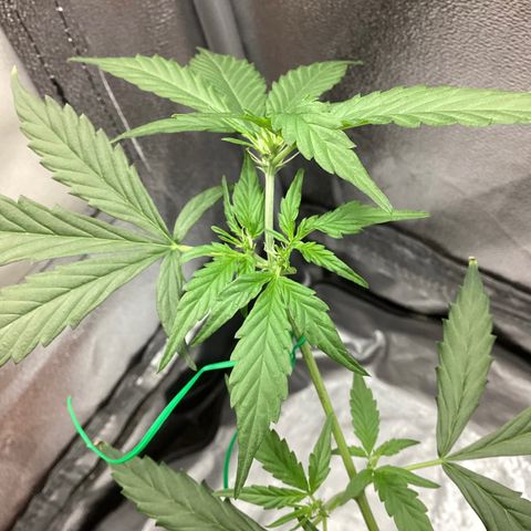 MassSuperSkunk growlog timeline photo