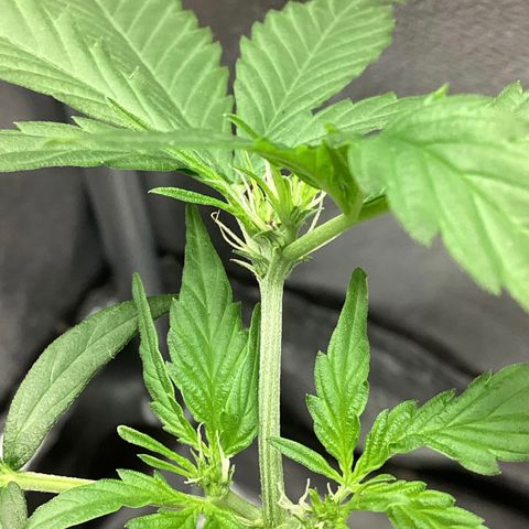 MassSuperSkunk growlog timeline photo