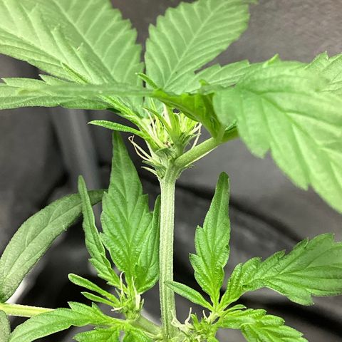 MassSuperSkunk growlog timeline photo
