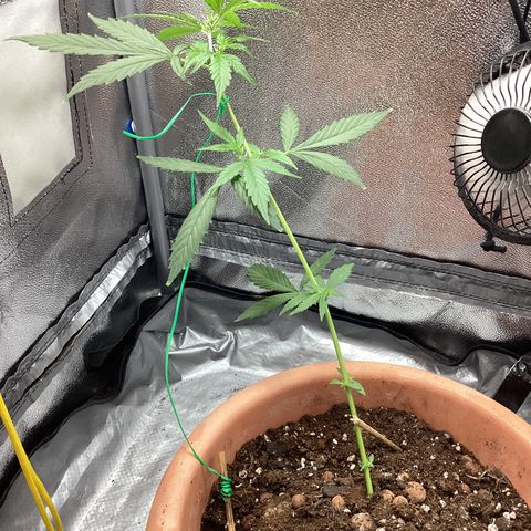 MassSuperSkunk growlog timeline photo