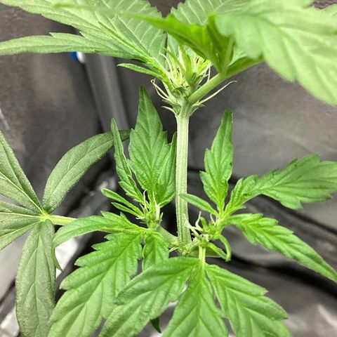 MassSuperSkunk growlog timeline photo
