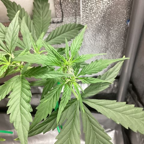 MassSuperSkunk growlog timeline photo