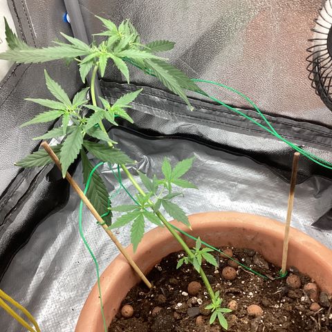 MassSuperSkunk growlog timeline photo