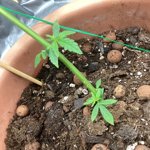 MassSuperSkunk growlog timeline photo