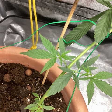 MassSuperSkunk growlog timeline photo