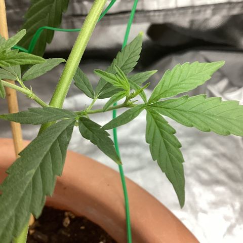 MassSuperSkunk growlog timeline photo