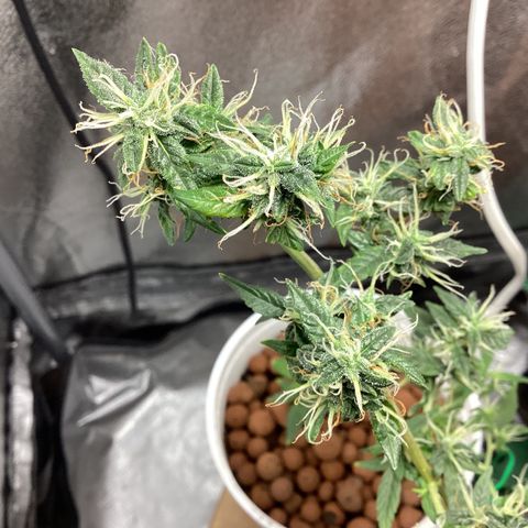 MassSuperSkunk growlog timeline photo