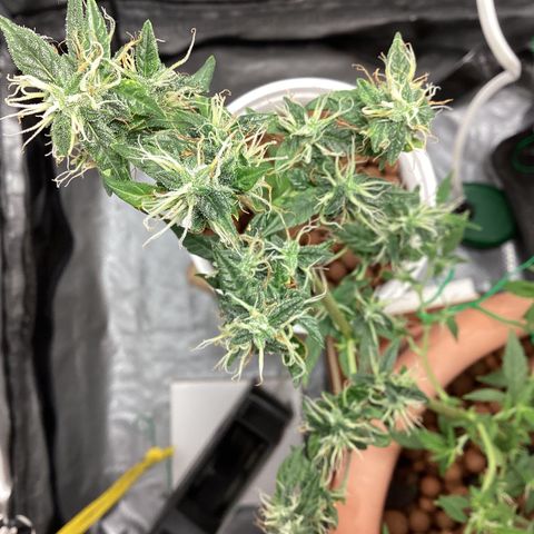 MassSuperSkunk growlog timeline photo