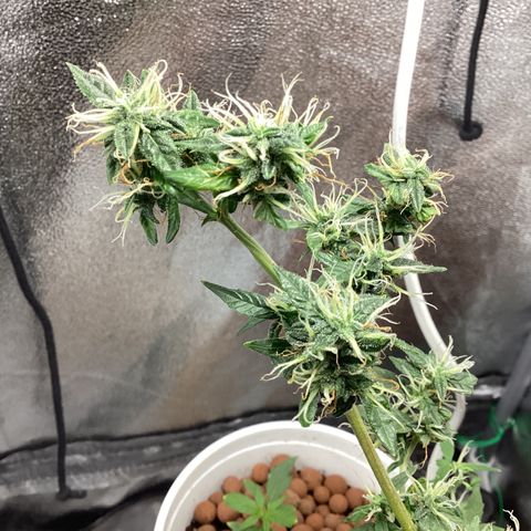 MassSuperSkunk growlog timeline photo