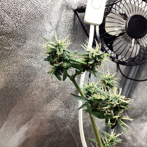 MassSuperSkunk growlog timeline photo