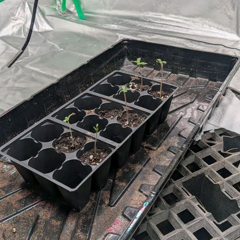 $100 OG growlog timeline photo