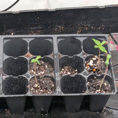 $100 OG growlog timeline photo