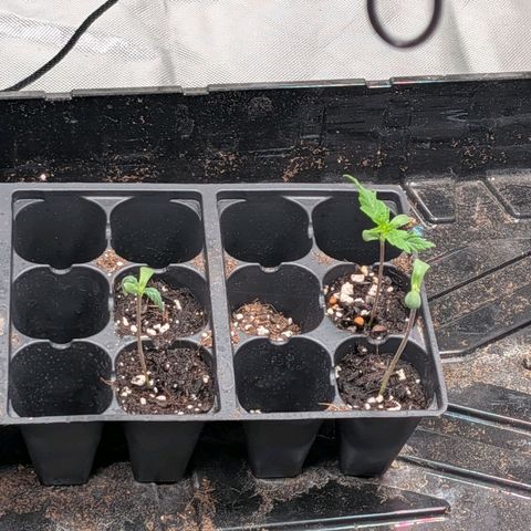 $100 OG growlog timeline photo