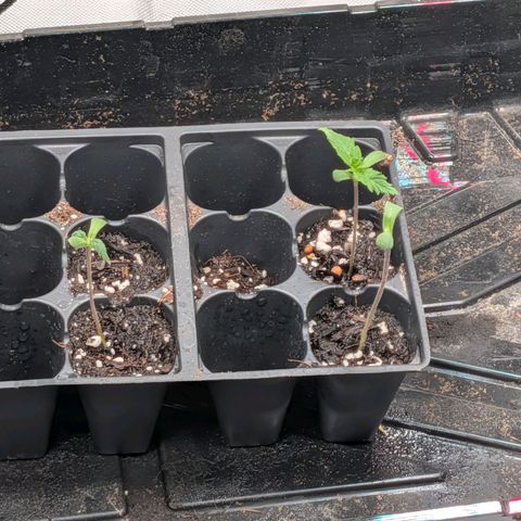 $100 OG growlog timeline photo