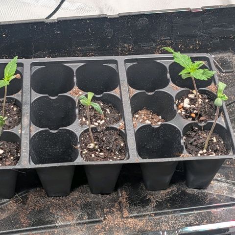 $100 OG growlog timeline photo