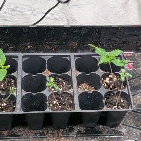 $100 OG growlog timeline photo