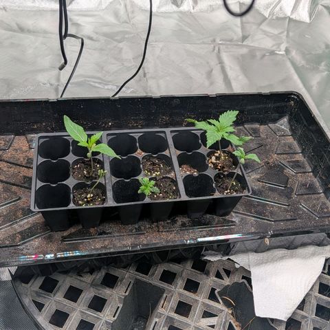 $100 OG growlog timeline photo