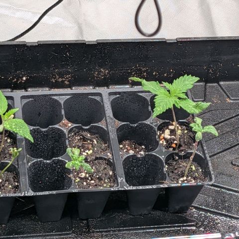 $100 OG growlog timeline photo
