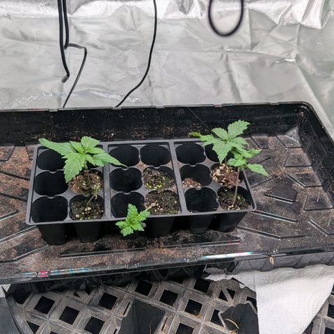 $100 OG growlog timeline photo