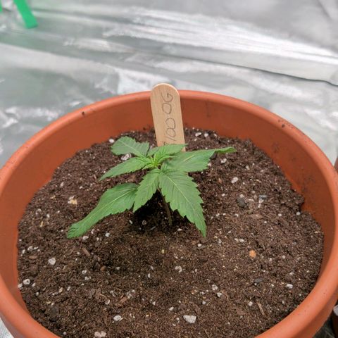 $100 OG growlog timeline photo