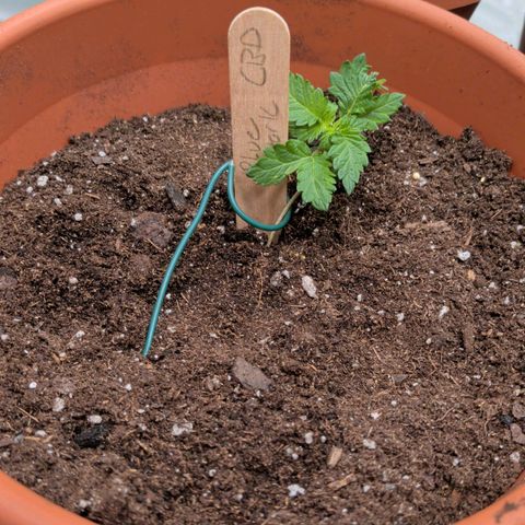 Blue Shark growlog timeline photo