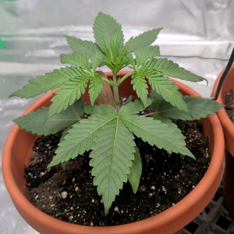 $100 OG growlog timeline photo
