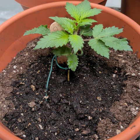 Blue Shark growlog timeline photo