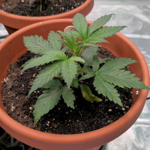 Aliens On Moonshine growlog timeline photo