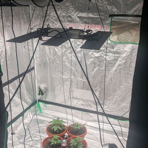 $100 OG growlog timeline photo