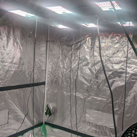 $100 OG growlog timeline photo