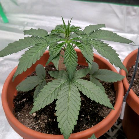 $100 OG growlog timeline photo