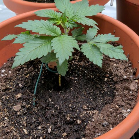 Blue Shark growlog timeline photo