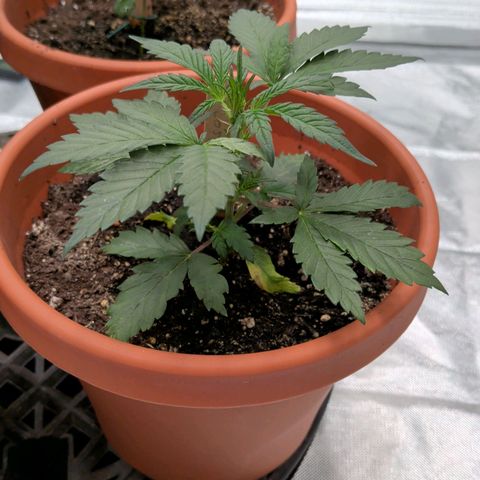 Aliens On Moonshine growlog timeline photo