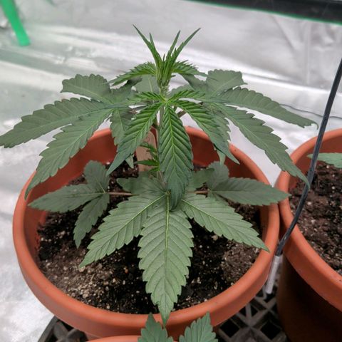 $100 OG growlog timeline photo